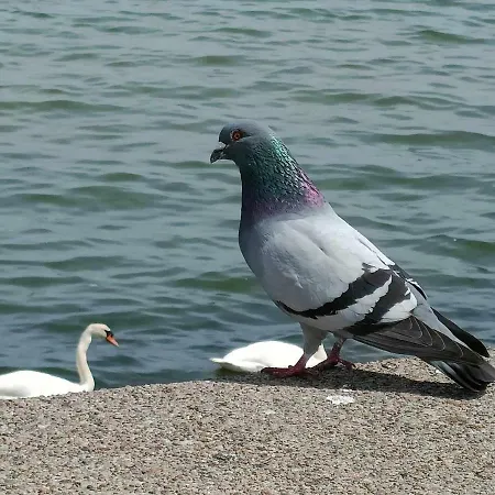 Baltica Nawigator Apartment