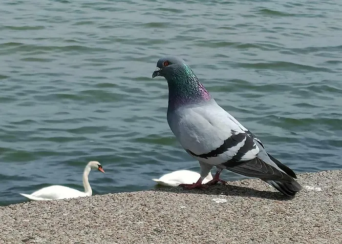 Baltica Nawigator Διαμέρισμα